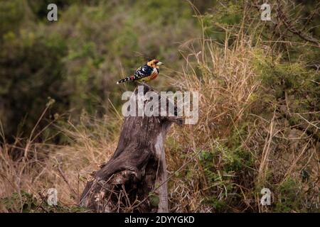 Une barbet à crête perchée sur une souche d'arbre à Kruger Stationnement Banque D'Images