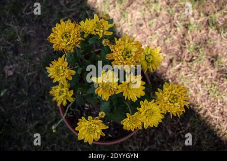 Vue sur le dessus des fleurs de chrysanthème. Chrysanthèmes poussant dans le sac de croissance noir de récipient fleur de couleur orange jaune Banque D'Images