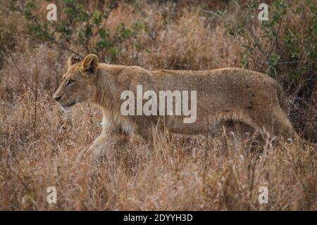 Un lion femelle à pied dans la brousse dans Kruger National Stationnement Banque D'Images