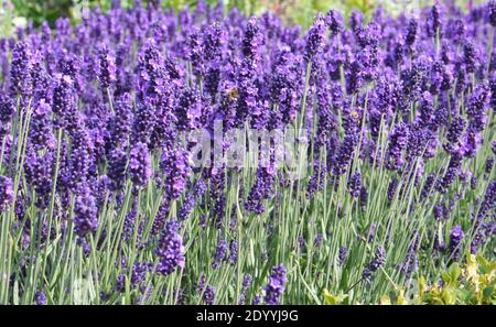 Bruyère violette Calluna vulgaris avec des abeilles et des guêpes sur un après-midi d'été au Collector Earl's Garden à côté du château d'Arundel West Sussex Angleterre Royaume-Uni Banque D'Images