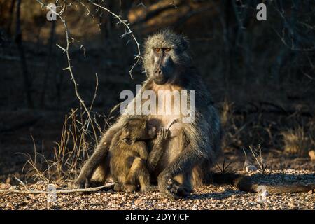 Une maman babouin qui allaite son bébé dans le parc national Kruger Banque D'Images