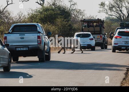 Un homme qui traverse la circulation dans le parc national Kruger Banque D'Images