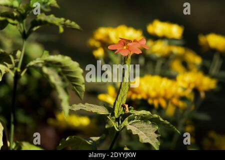 Orange Firecracker fleur Crossandra infundibuliformis trouvé dans le sud de l'Inde et Srilanka. La rosée du brouillard du matin descend en vue rapprochée. Arrière-plan du mur Banque D'Images