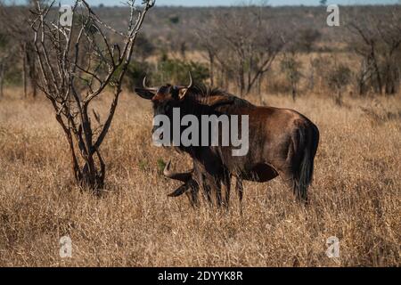 Un Wildebeest bleu dans le parc national Kruger Banque D'Images