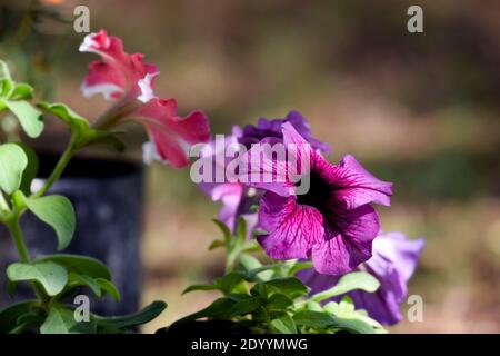 Pétunias violet foncé vif poussent dans le jardin du parc fleuri fleurs fraîches d'hiver en Inde, en asie. La plante arbuste laisse le bouquet de feuillage. Banque D'Images