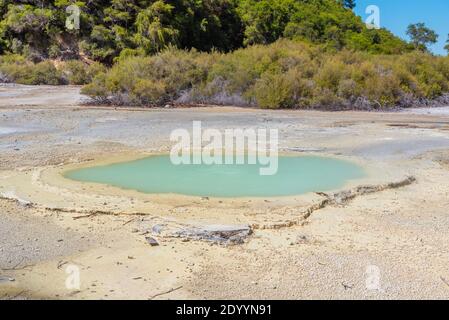 Piscine à huîtres à Wai-O-Tapu en Nouvelle-Zélande Banque D'Images