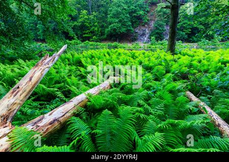 Fougères immenses près du barrage et du château de Kriebstein, bois de mort couvert de fougère, saxe, Allemagne Banque D'Images