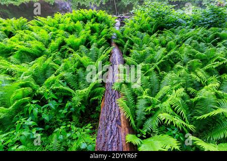 Fougères immenses près du barrage et du château de Kriebstein, bois de mort couvert de fougère, saxe, Allemagne Banque D'Images