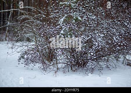 La première neige sur les branches de la brousse Banque D'Images