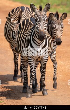 Troupeau de zèbre de plaines, equus quagga, equus burchellii, zèbre commun debout sur la route, parc national du lac Mburo, Ouganda. Banque D'Images