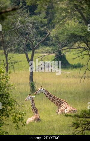Les girafes de Rothschild (Giraffa camelopardalis rothschild) se reposent, parc national du lac Mburo, Ouganda. Banque D'Images