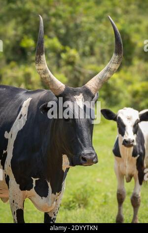Une vache de croisement avec la vache Ankole watusi et la vache Holstein de la Frise, parc national du lac Mburo, Ouganda. Banque D'Images