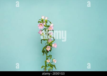 Campanula Medium canterbury cloches, fleurs roses isolées sur un fond bleu doux Banque D'Images