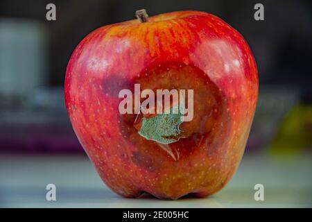 Pomme rouge pourrie et moisie en gros plan Banque D'Images