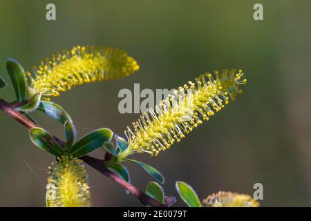 Salix alba, saule blanc à Springtime, pollen et chatons en gros plan. Banque D'Images