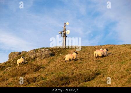 Moutons gallois sur une colline et petite tour de télécommunication sur une colline En paysage en hiver décembre 2020 à Carmarthenshire Dyfed pays de Galles R.-U. KATHY DEWITT Banque D'Images