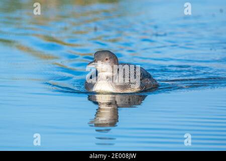 Gros plan d'un huard à duvet, Gavia immer, également connu sous le nom de grand plongeur du nord ou grand huard à chasser et à manger des écrevisses Banque D'Images