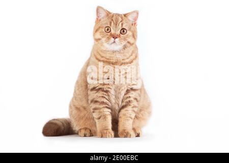 Photo de horontal de gingembre rouge blanc crémeux tabby rayé doux mignon adorable jeune chat britannique assis droit sur fond blanc en studio à l'intérieur Banque D'Images