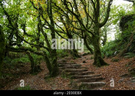 Bois anciens en Irlande Banque D'Images