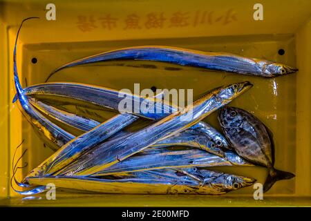 Vente aux enchères du poisson dans Yaidu, Japon Banque D'Images