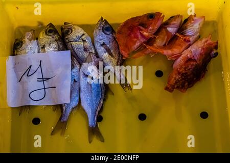 Vente aux enchères du poisson dans Yaidu, Japon Banque D'Images