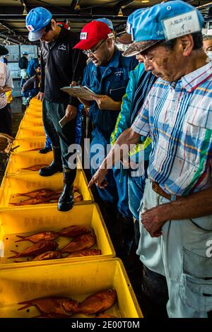 Kinmedai (vivaneau à l'œil d'or) sur la vente aux enchères de poissons à Yaidu, au Japon Banque D'Images