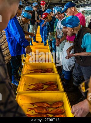 Kinmedai (vivaneau à l'œil d'or) sur la vente aux enchères de poissons à Yaidu, au Japon Banque D'Images