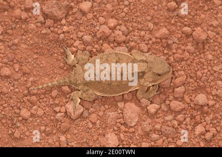 Grand lézard à cornes courtes, Phrynosoma hernandesi, Phrynosomatinae, Iguanidae. Banque D'Images