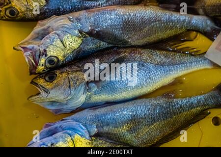 Vente aux enchères du poisson dans Yaidu, Japon Banque D'Images