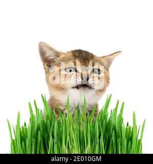 Chaton doré chillas britannique tické droit se trouve sur un fond blanc et des feuilles vertes de céréales germées, le chat fait un visage drôle Banque D'Images