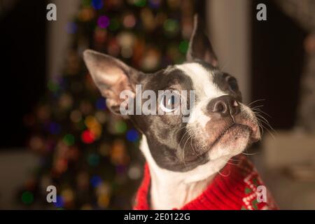 Boston Terrier Puppy habillé pour Noël en chandail de vacances Banque D'Images