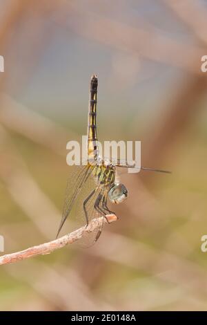 Blue Dasher Dragonfly femelle obelisking, Pachydillax longipennis, Libellulidae. Banque D'Images