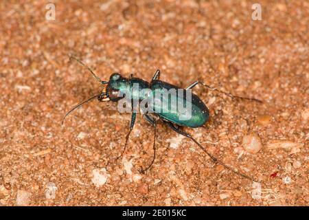 Black Sky Tiger Beetle, Cicindelidia nigrocoerulea nigrocoerulea, Cicindénae, Carabidae. Longueur 11 mm. Banque D'Images