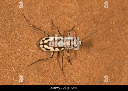 Le tigre de Williston, Cicindelidia willistoni, Cicindénae, Carabidae. Longueur 13 mm. Banque D'Images