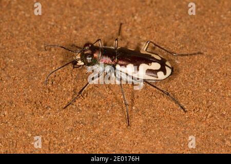 Le tigre de Williston, Cicindelidia willistoni sulfontis, Cicindelinae, Carabidae. Longueur 14 mm. Banque D'Images