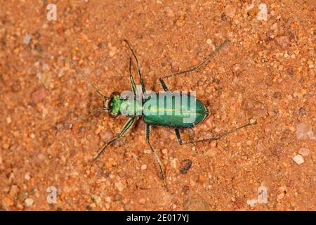 Beetle de tigre crevé, Cicindelidia punctulata chihuahuae, Cicindelinae, Carabidae. Longueur 11.5 mm. Banque D'Images