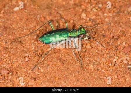Beetle de tigre crevé, Cicindelidia punctulata chihuahuae, Cicindelinae, Carabidae. Longueur 11.5 mm. Banque D'Images