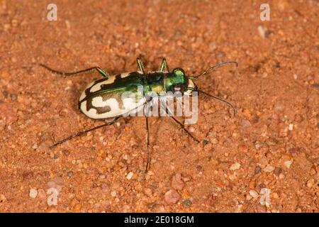 Le tigre de Williston, Cicindelidia willistoni sulphontis, Cicindelinae, Carabidae. Longueur 14 mm. Banque D'Images