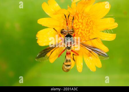 Mouche à tête épaisse femelle, Physoconops townsendi, Conopidae. Banque D'Images