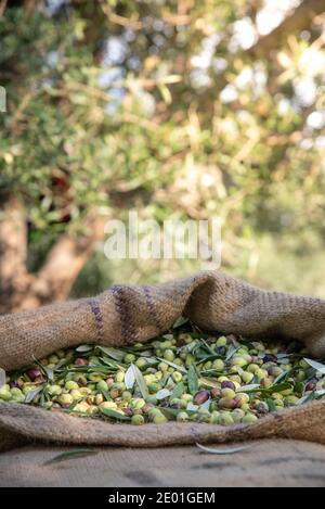 Olives fraîches récoltées dans des sacs dans un champ en Crète, Grèce pour la production d'huile d'olive Banque D'Images
