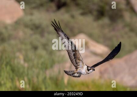 Pêche à Osprey dans la rivière South Platte à Eleven Mile Canyon Colorado juste après le lever du soleil Banque D'Images