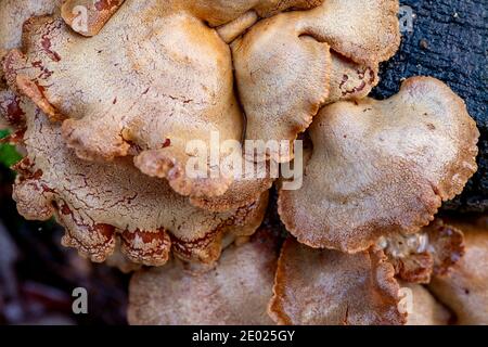 Petits chapeaux de champignons toxiques qui poussent sur la souche. La végétation de la forêt est couverte de rosée et de gel délicat. Saison d'automne. Banque D'Images