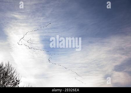 Une formation de grues migratrices dans le ciel Banque D'Images