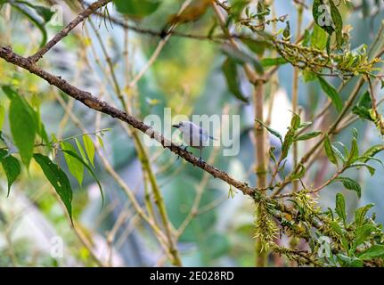 Un tanager bleu-gris (Thraupuis episcopus) à Mindo, en Équateur. Banque D'Images