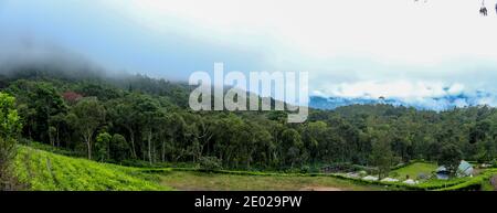 Vue panoramique jardin Munnar et plantation de thé . Plantations de thé à Munnar, Kerala, Inde. Images panoramiques Banque D'Images