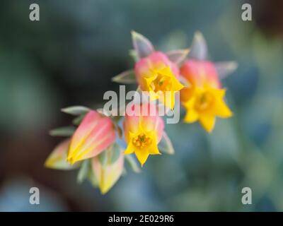 Le feuillage bleu et les fleurs rouges et jaunes de l'Echeveria succulent cénille ou plante en peluche, macro Banque D'Images