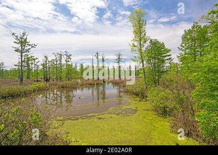 Journée ensoleillée sur un marécage de cyprès calme dans le cache Région naturelle de River State dans l'Illinois Banque D'Images