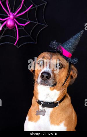 Portrait d'animal de compagnie de chien d'Halloween Banque D'Images