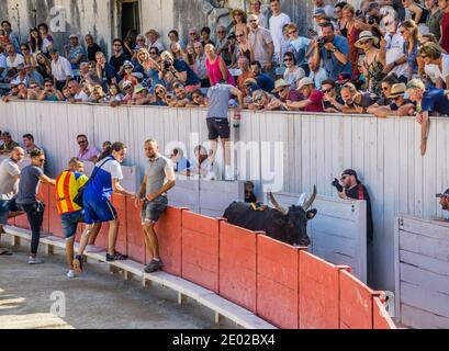 Un taureau sauta les barricades et fait que les spectateurs se bousculent, lors d'une course de taureaux de Carmargue (course camarguaise) à l'amphithéâtre romain Arènes d'Arles Banque D'Images