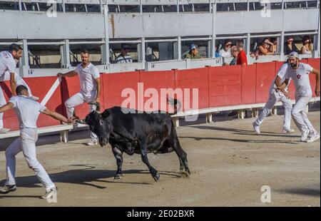 un taureau en colère dans le chaud persuit de razeteur daredevils essayer pour arracher des glands de cocade de la corne de la bête Lors d'une course de taureau de Carmargue (parcours env Banque D'Images